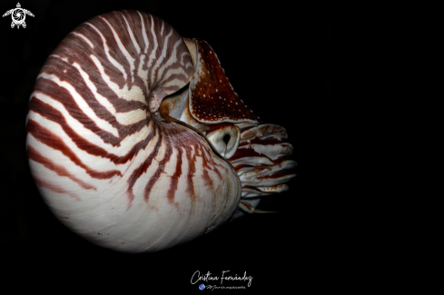 A Nautilus pompilius | Nautilus