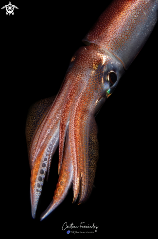 A Sepioteuthis lessoniana  | Squid