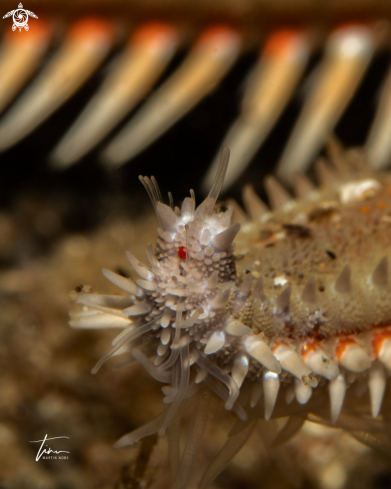 A Spiny Seastar