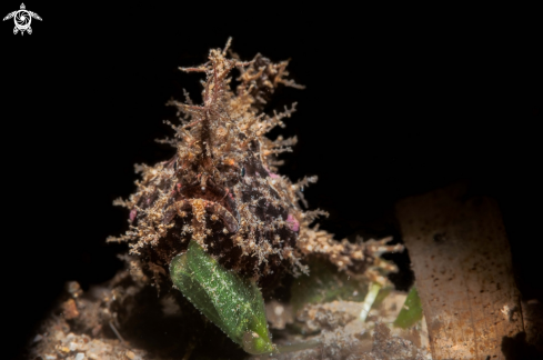 A Nudiantennarius subteres