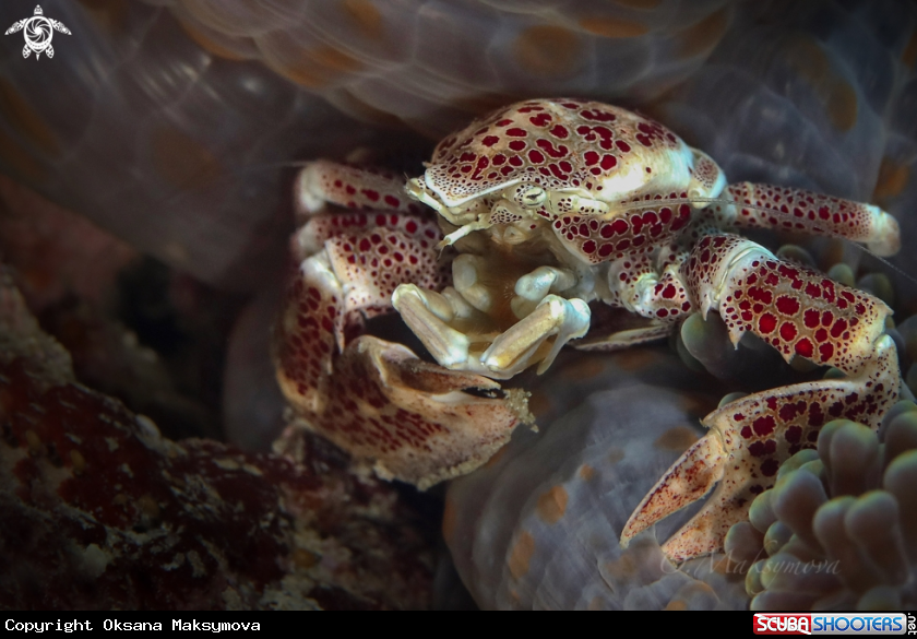 A Porcelain crab (Neopetrolisthes maculatus)
