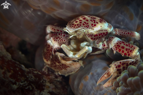 A Porcelain crab (Neopetrolisthes maculatus)