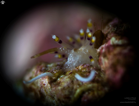 A Nudibranch