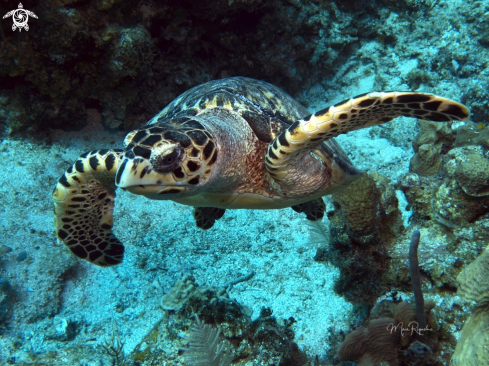 A Eretmochelys imbricata | Hawksbill Turtle