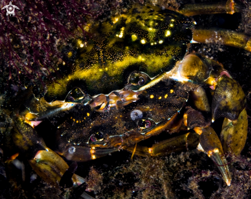 A Carcinus maenas