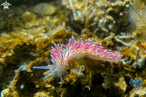 A Caronella pellucida