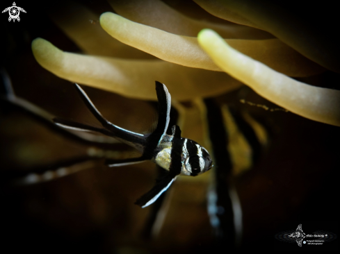 A Pterapogon kauderni (Koumans, 1933) | Banggai Cardinalfish Juvenil