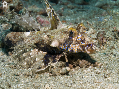 A underwater creature