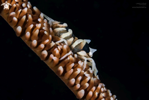 A Wire coral shrimp
