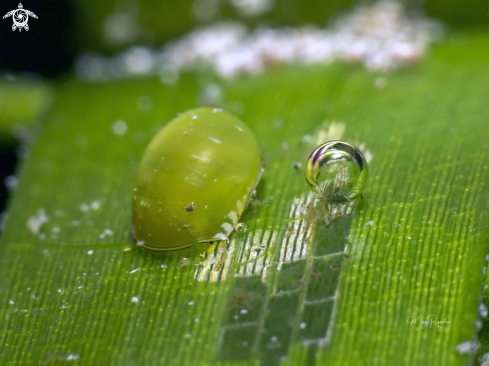 A Smaragdia viridis | Emerald Nerite