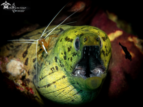 A Fimbriated Moray Eel