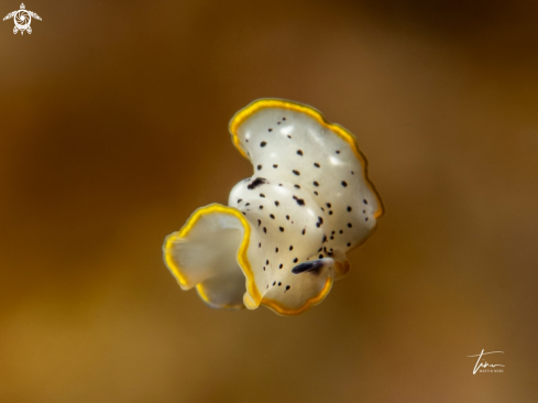 A Moseleys marine flatworm