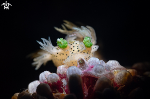 A Tritonia Nudibranch