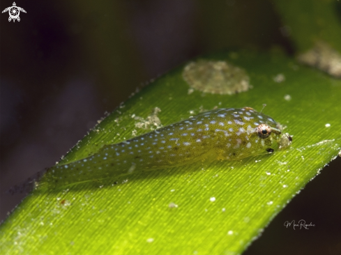 A Emerald Clingfish