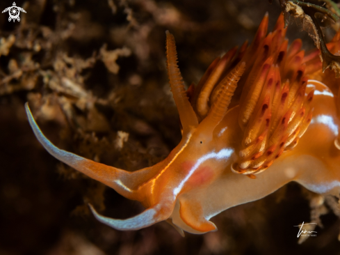 A Dondice banyulensis