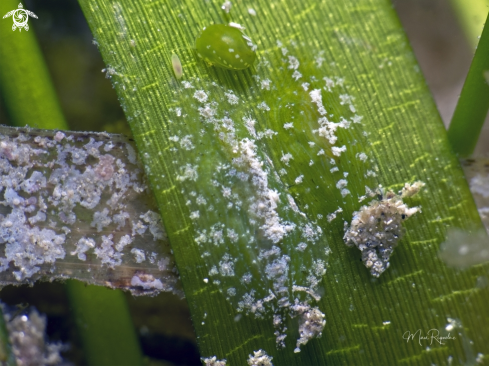 A Phyllaplysia engeli, Smaragdia viridis. | Pair of Seahares , Emerald Nerite and a tiny Flatworm