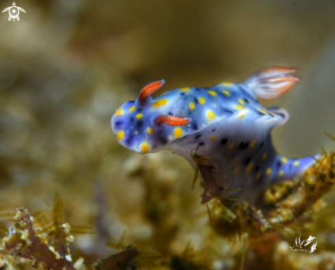 A Hypselodoris 