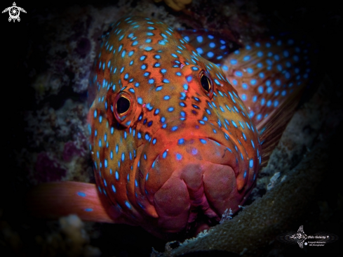 A Coral Grouper