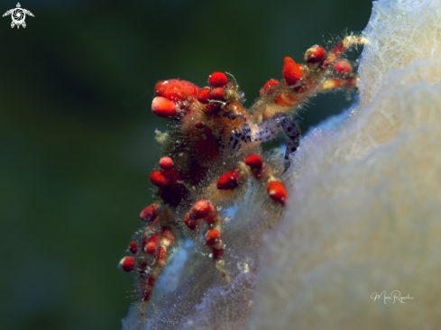 A Cryptic Teardrop Crab