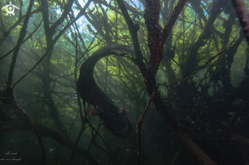 A Lakefish