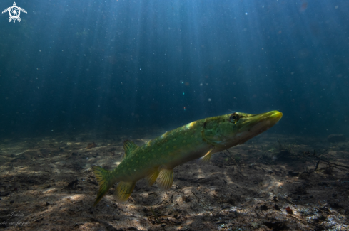 A Lakefish