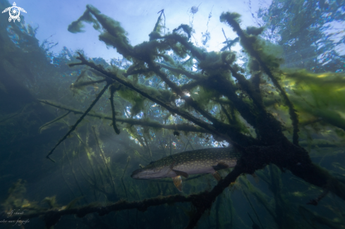 A Lakefish