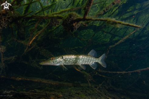 A Lakefish