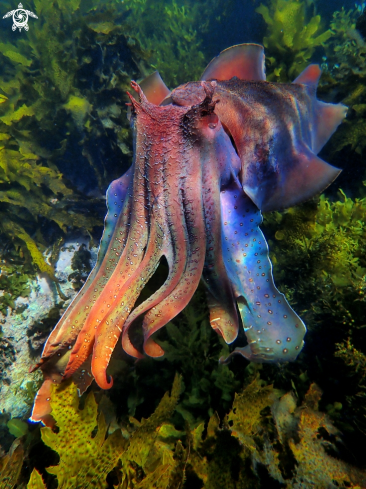 A Australian giant cuttlefish