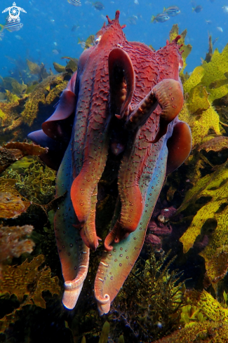 A Australian giant cuttlefish