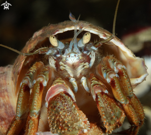 A Pagurus bernhardus | Hermt crab