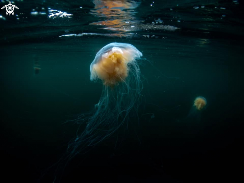 A Lions mane jelly