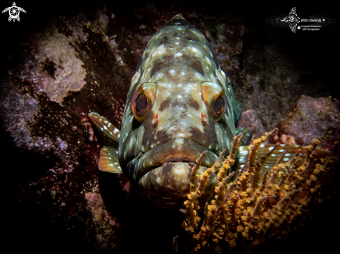 A Starry Grouper