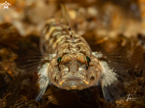 A Sandgoby