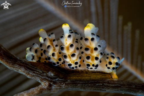 A Nudibranch