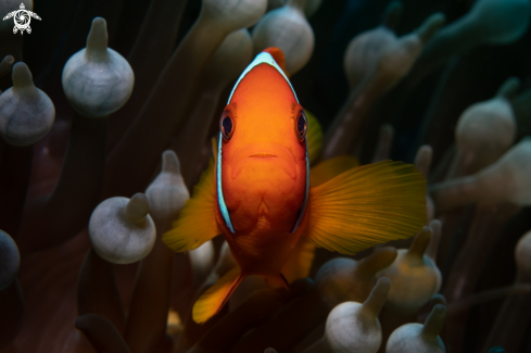 A Anemonefish