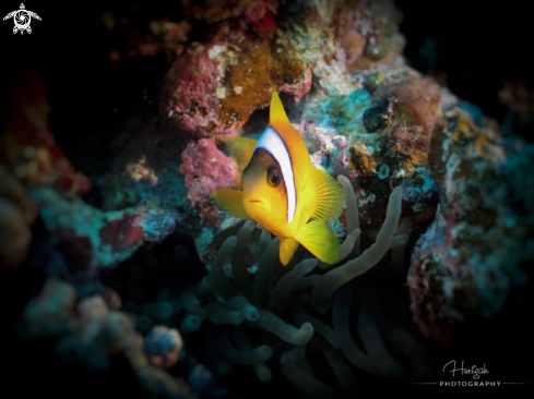 A clownfish | Nemo