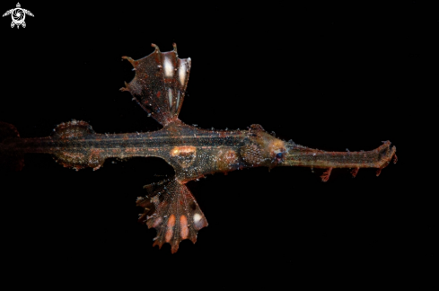 A Ornate ghost pipefish