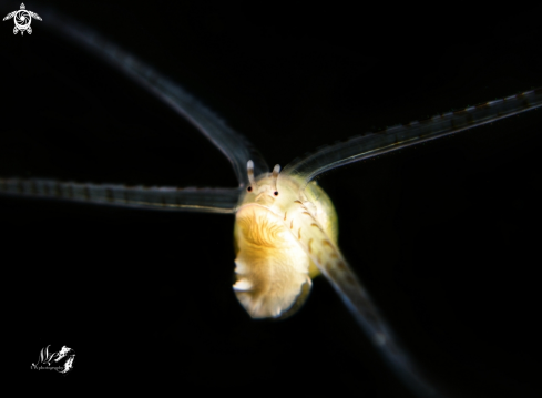 A Veliger larva 