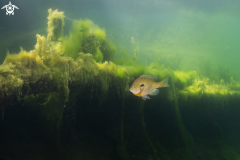 A Bluegill