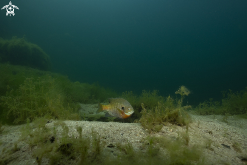 A Bluegill