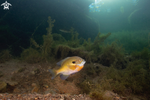 A Bluegill