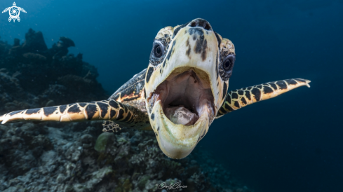 A Hawksbill Turtle