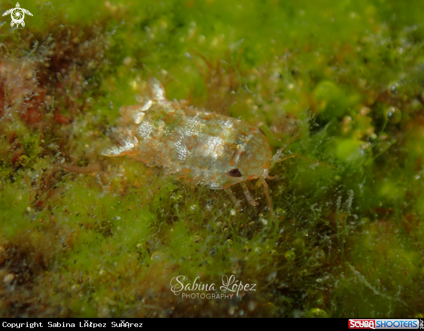 A Isopoda
