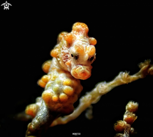 A Pygmy seahorse