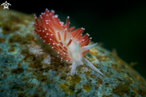 A NUDIBRANCH