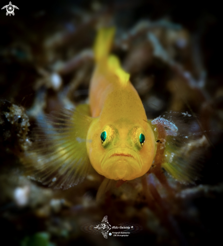 A Yellow Pygmy Goby