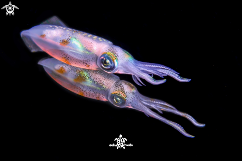 A Bigfin reef squid