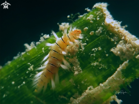 A Hermodice carunculata | Bearded Fireworm