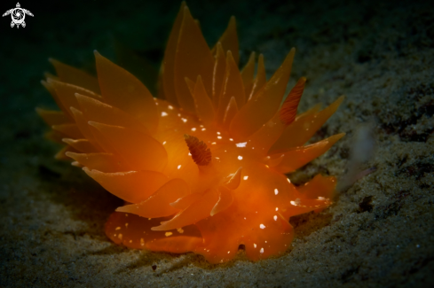 A Dirona pellucida Volodchenko, 1941 | NUDIBRANCH