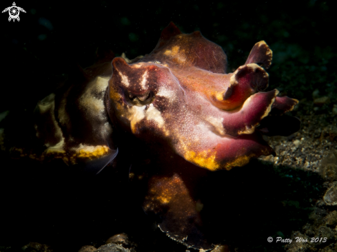 A Flamboyant Cuttlefish